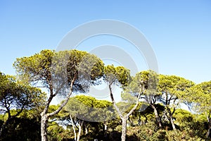 Pine trees on the Puerto Real beach. CÃÂ¡diz AndalucÃÂ ÃÂ ÃâÃÂ ÃâÃâÃÂ­a. Spain. August 25, 2019 photo